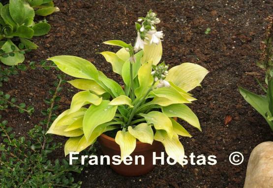 Hosta Bright Glow